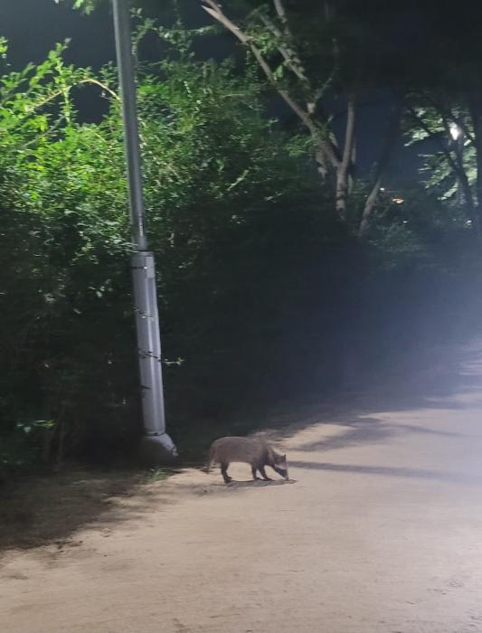 평택 통복천 맨발걷기 구간서 야생 너구리 두 마리 포착…시민 안전·생태 공존 과제 기사 이미지