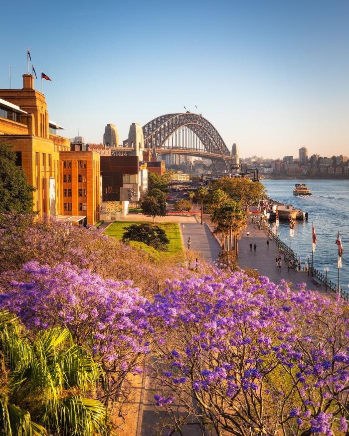 보랏빛 도시의 향연, 시드니와 그라프턴이 물들다 기사 이미지