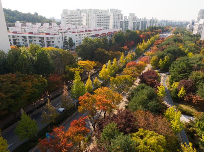 평택시 국도1호선 가로숲길 전경 시민이 함께 가꾼 녹색길이 도심의 숨결이 되었다 사진평택시 제공